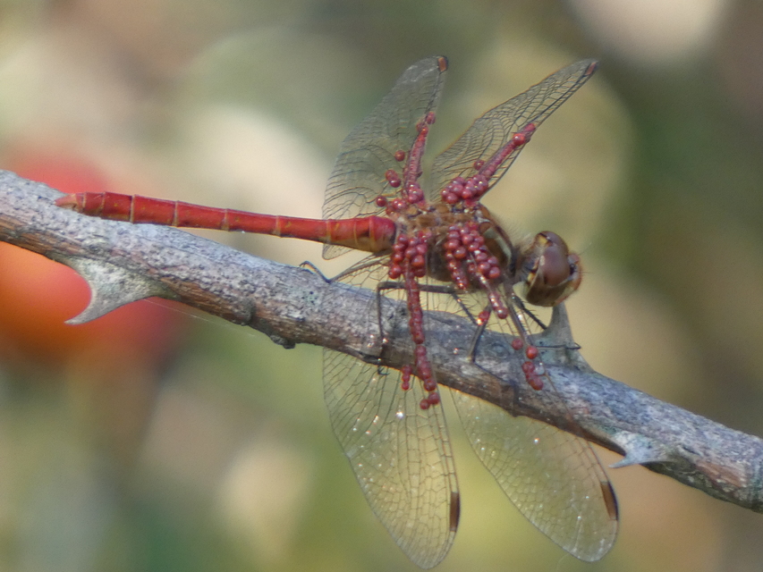 Sympetrum meridionale - fakó katona-szitakötő