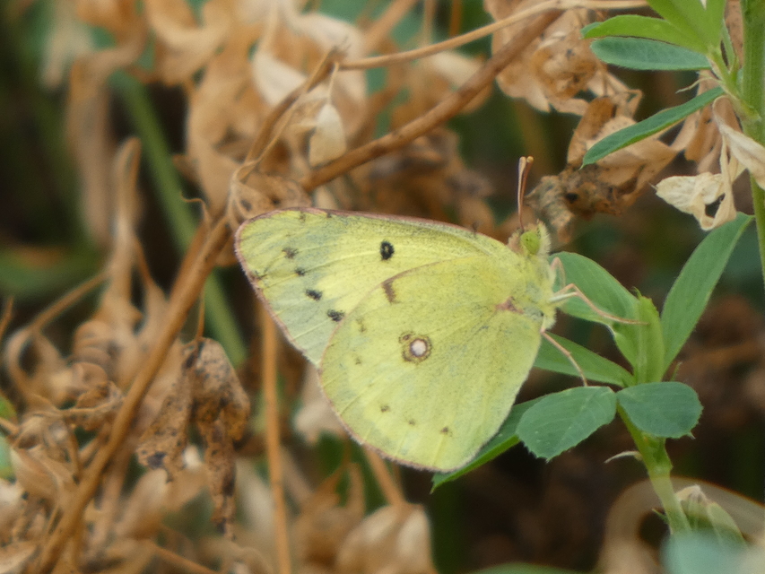 Colias erate - csángó-kéneslepke