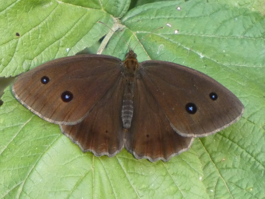 Minois dryas - fekete szemeslepke