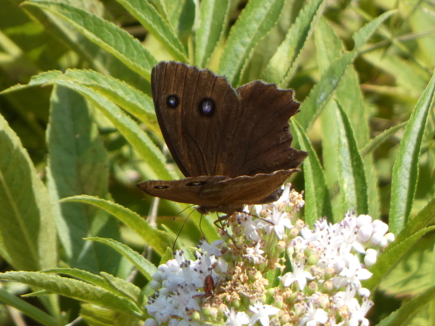 Minois dryas - fekete szemeslepke