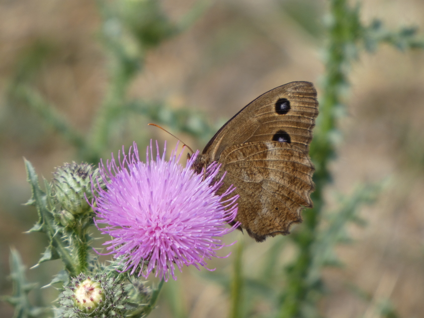 Minois dryas - fekete szemeslepke