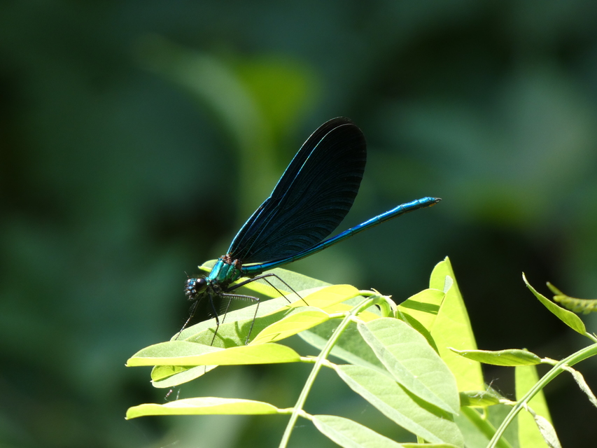 Calopteryx virgo - kisasszony-szitakötő
