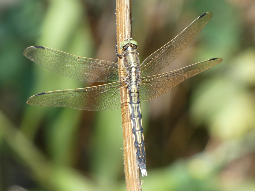 Orthetrum albistylum - fehérfarkú pásztorszitakötő