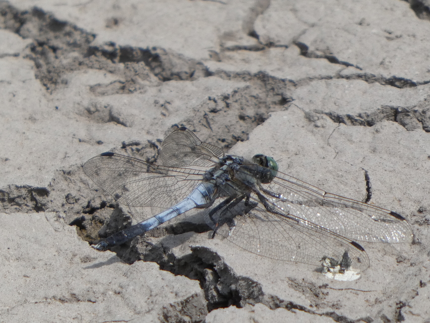 Orthetrum albistylum - fehérfarkú pásztorszitakötő