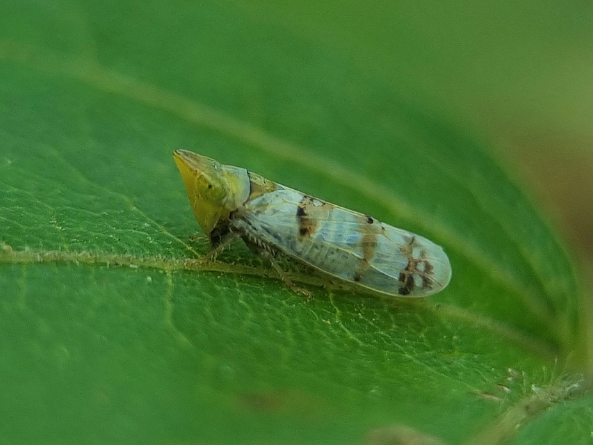 Japananus hyalinus