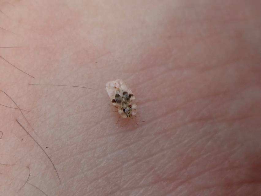 Corythucha arcuata - tölgy-csipkéspoloska