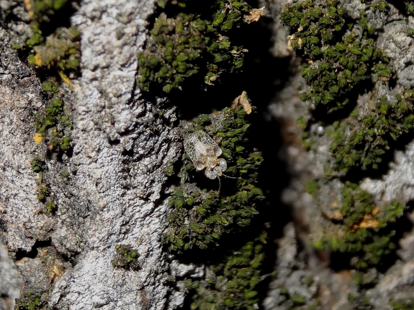 Corythucha arcuata - tölgy-csipkéspoloska