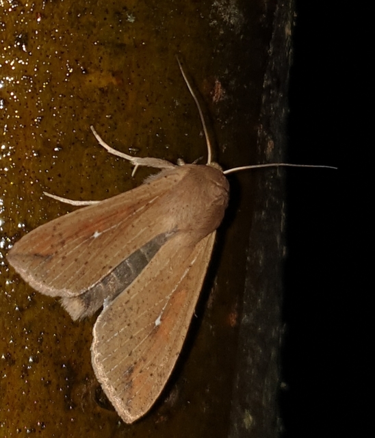 Mythimna unipuncta - hordabagoly