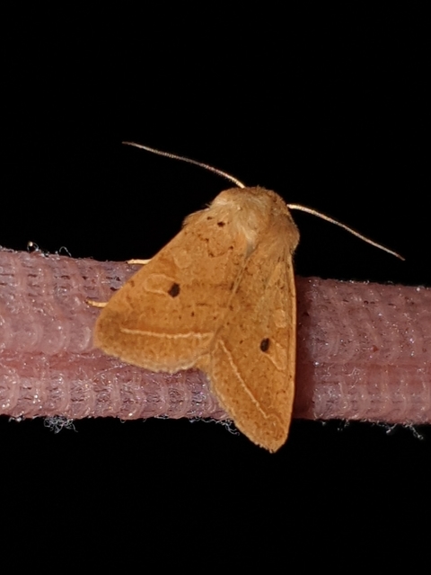 Leptologia macilenta - gyertyán-őszibagoly