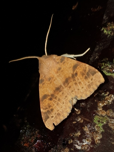 Cirrhia ocellaris - fakó sárgabagoly