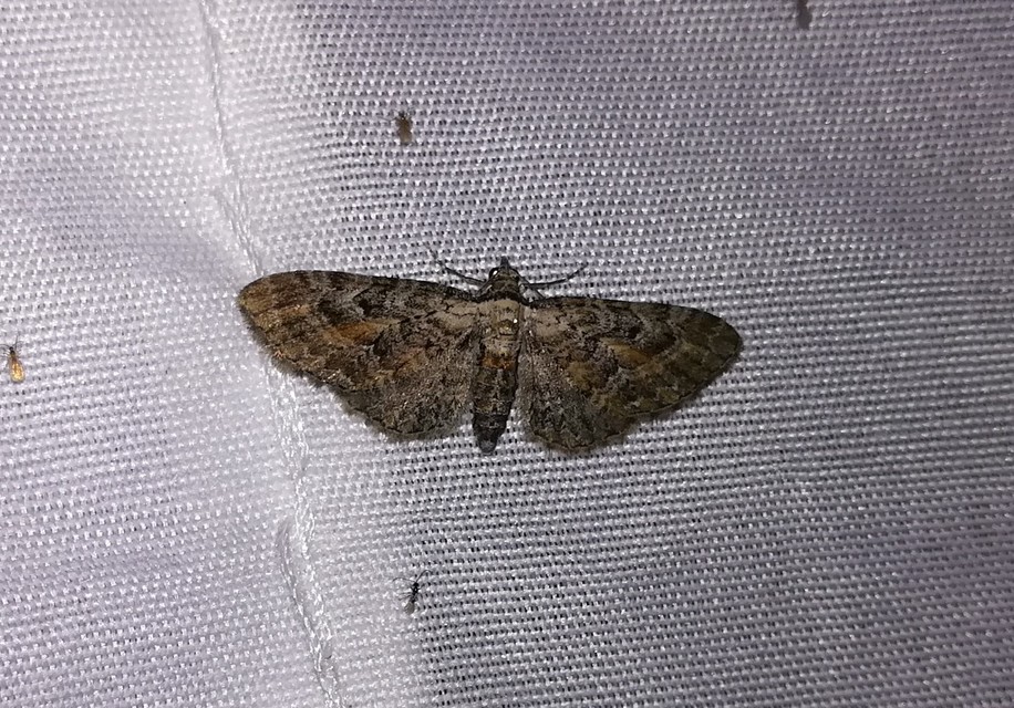 Eupithecia icterata - rozsdafoltos törpearaszoló