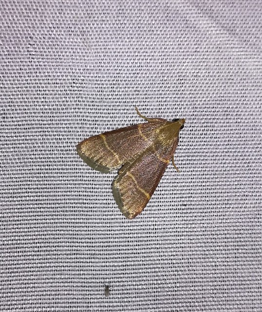 Hypsopygia glaucinalis - rezes fényilonca