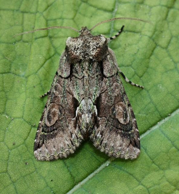 Allophyes oxyacanthae - galagonyabagoly