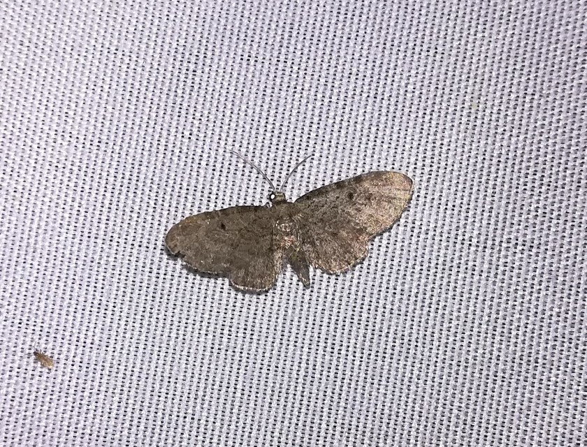 Eupithecia tenuiata - sötétszegélyű törpearaszoló