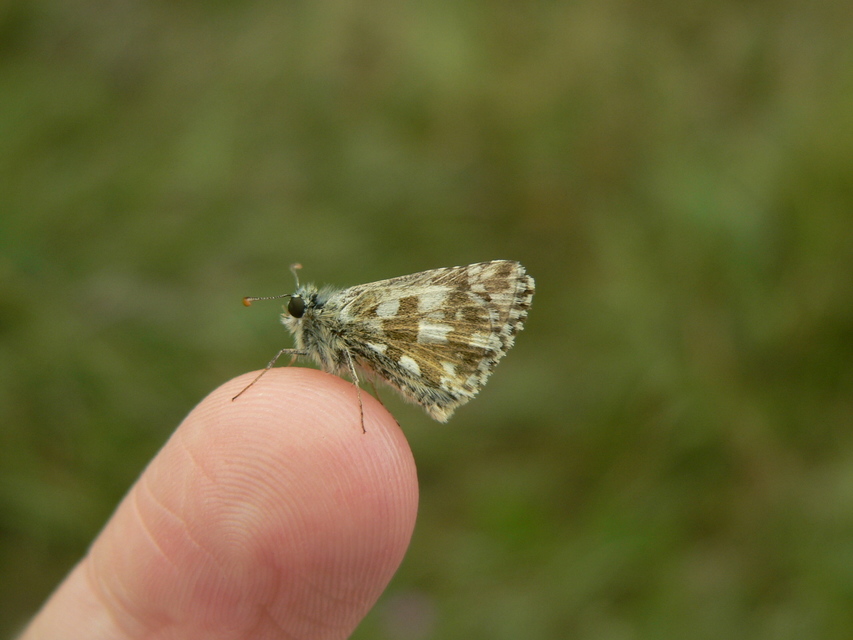 Pyrgus armoricanus - feles busalepke