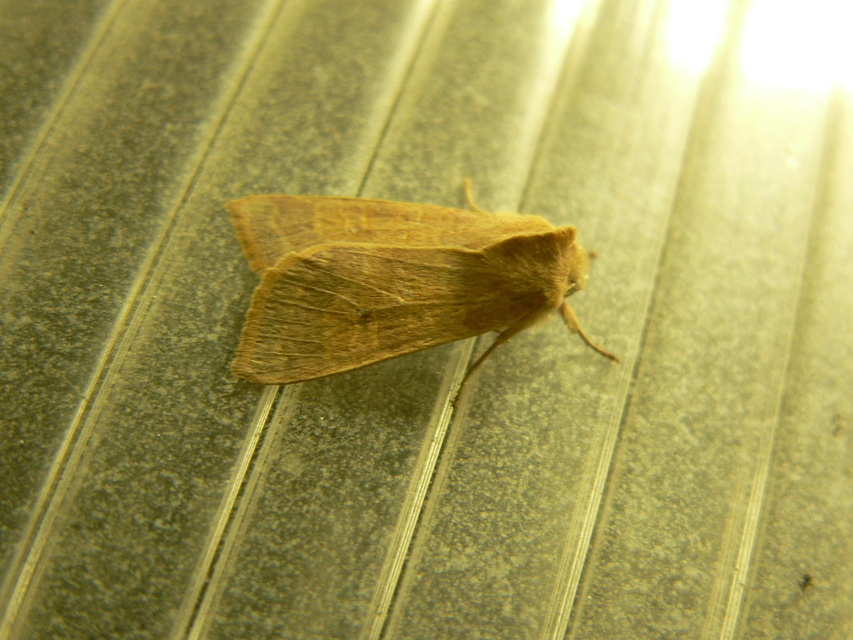 Cirrhia ocellaris - fakó sárgabagoly