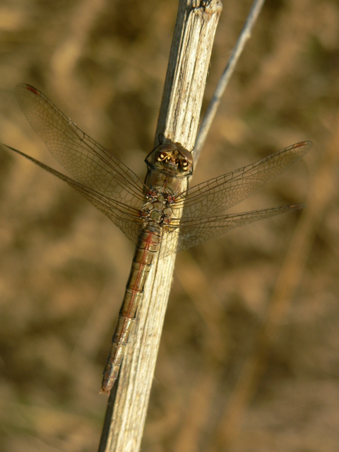 Sympetrum striolatum - harántsávos katona-szitakötő
