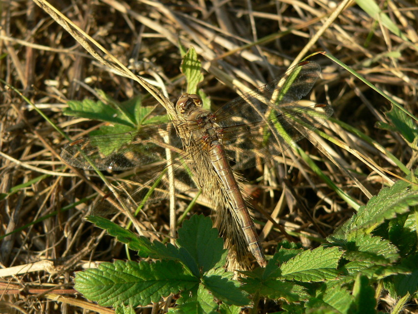 Sympetrum striolatum - harántsávos katona-szitakötő