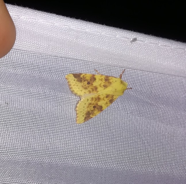Cirrhia icteritia - nyárfa-sárgabagoly