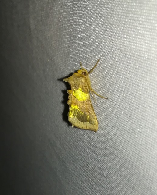 Diachrysia chrysitis - aranybagoly