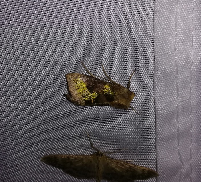 Diachrysia stenochrysis - rejtőző aranybagoly