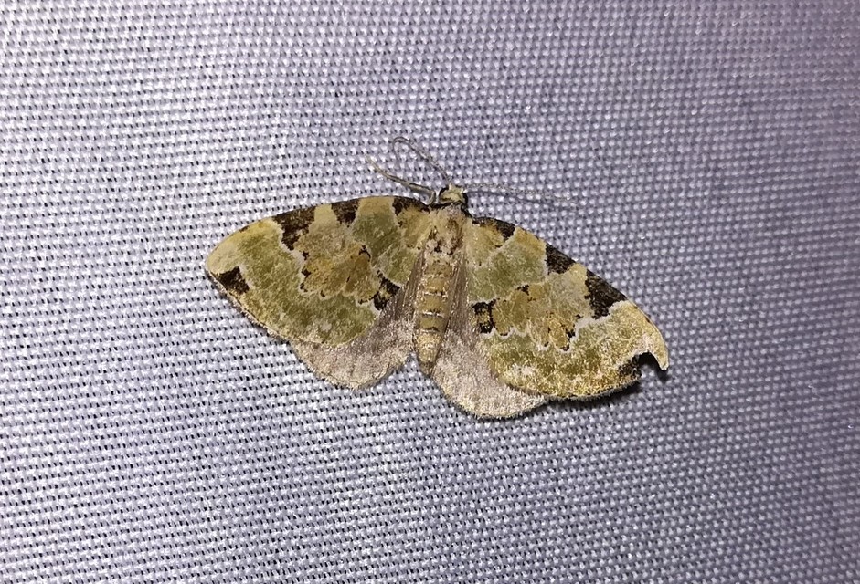 Colostygia pectinataria - zöld levélaraszoló