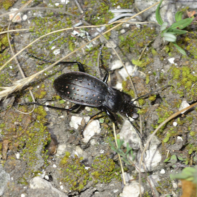 Carabus hortensis - aranypettyes futrinka Carabus hortensis - aranypettyes futrinka