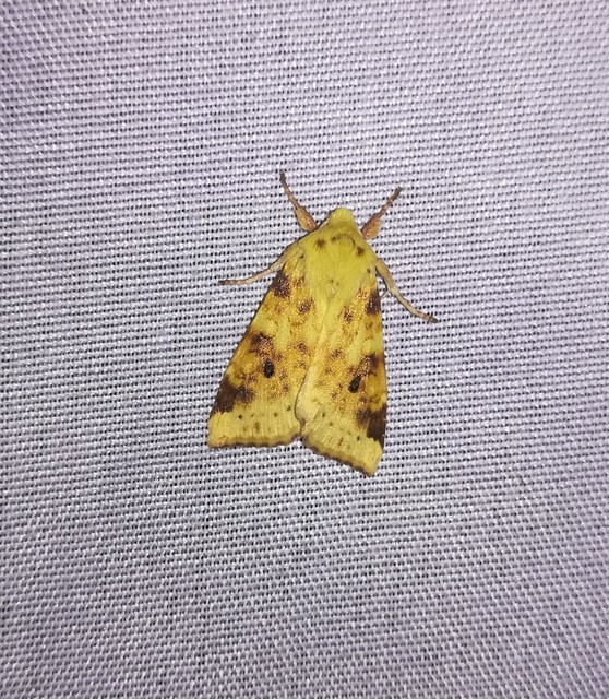 Cirrhia icteritia - nyárfa-sárgabagoly