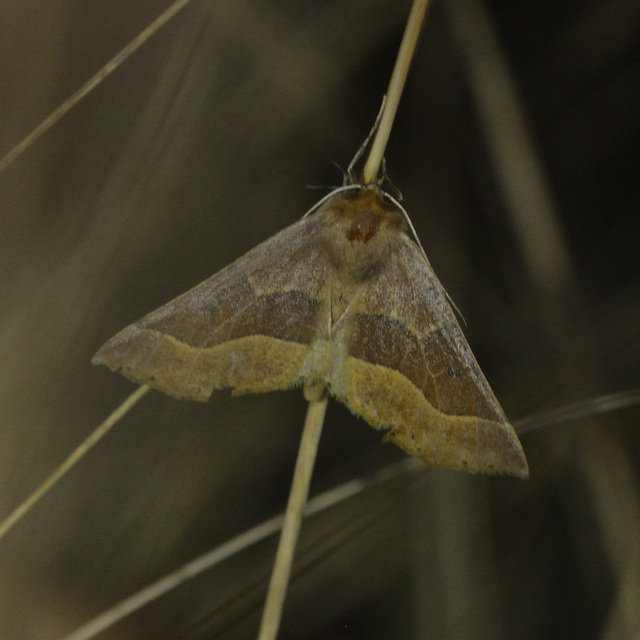 Crocallis tusciaria - barna sávosaraszoló