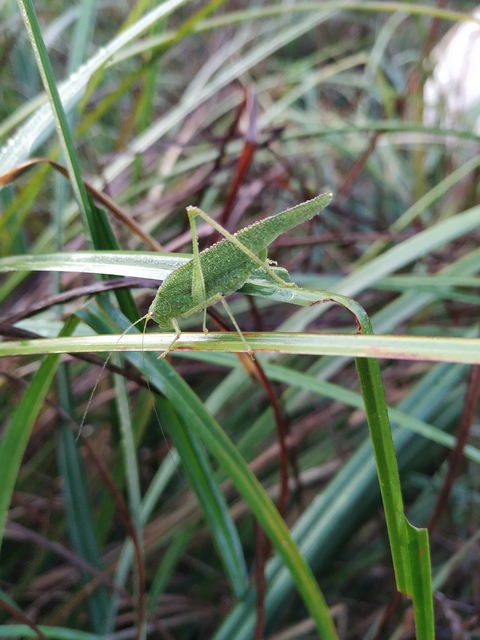 Phaneroptera nana - pontozott repülőszöcske