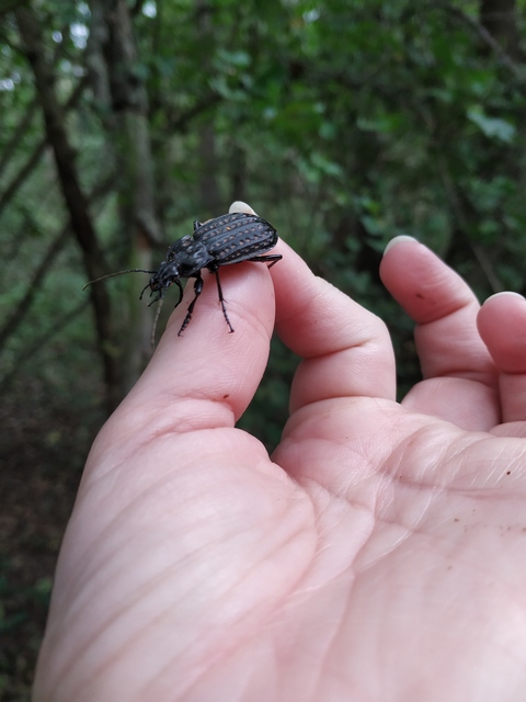 Carabus clathratus auraniensis - szárnyas futrinka