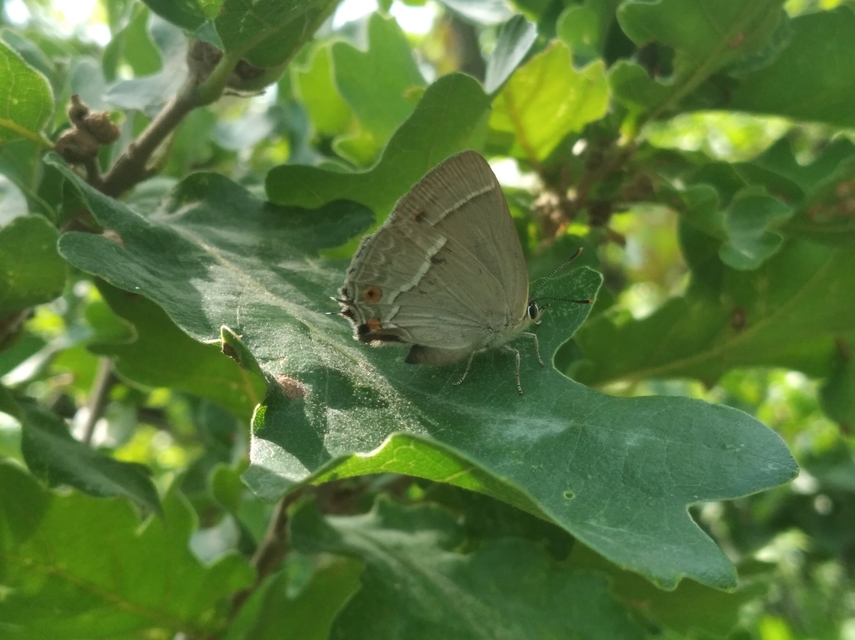 Neozephyrus quercus - tölgyfalepke