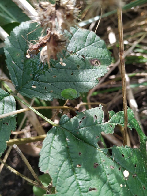 Cassida viridis - zöld pajzsbogár Cassida viridis - zöld pajzsbogár