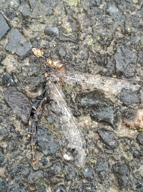 Distoleon tetragrammicus - négyfoltos hangyaleső