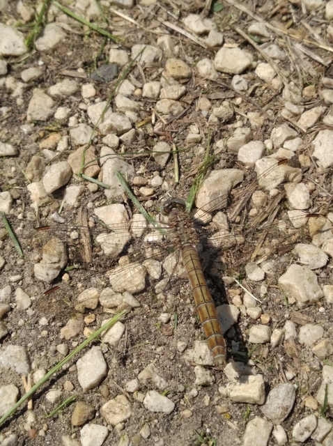 Orthetrum brunneum - pataki pásztorszitakötő