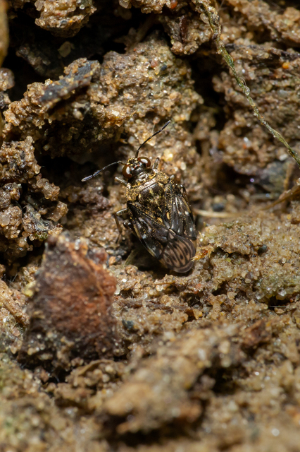 Saldula