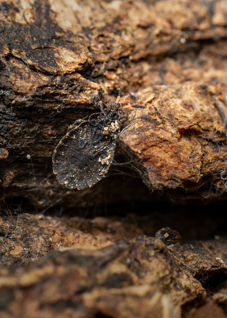Aradus distinctus