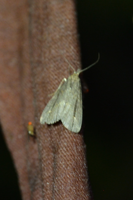 Schrankia costaestrigalis - keskenyszárnyú karcsúbagoly