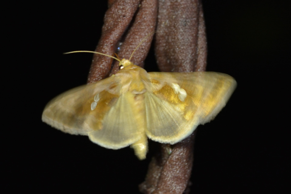 Chrysodeixis chalcites - déli aranybagoly