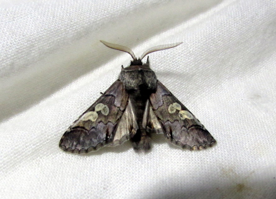 Diloba caeruleocephala - őszi kékesbagoly