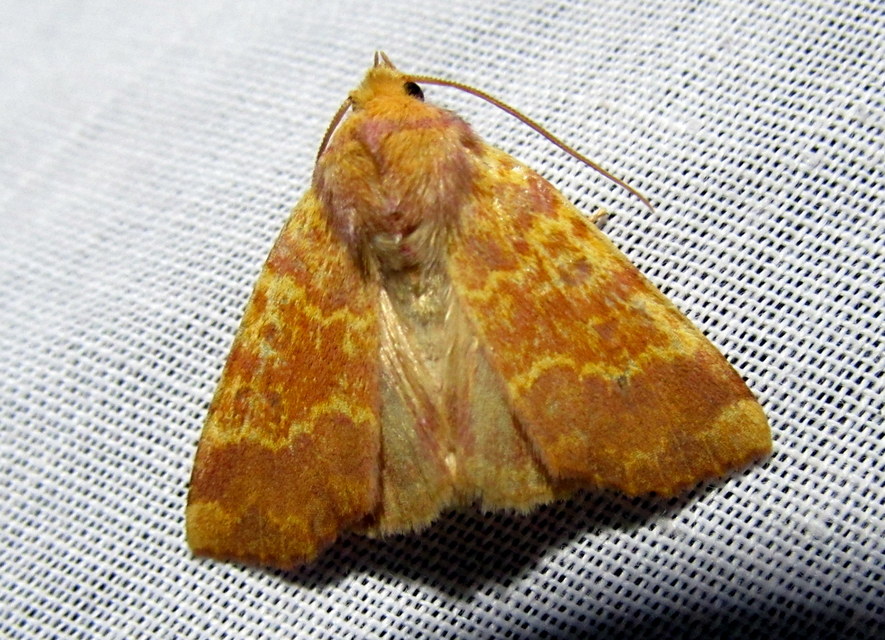 Tiliacea aurago - aranyló sárgabagoly