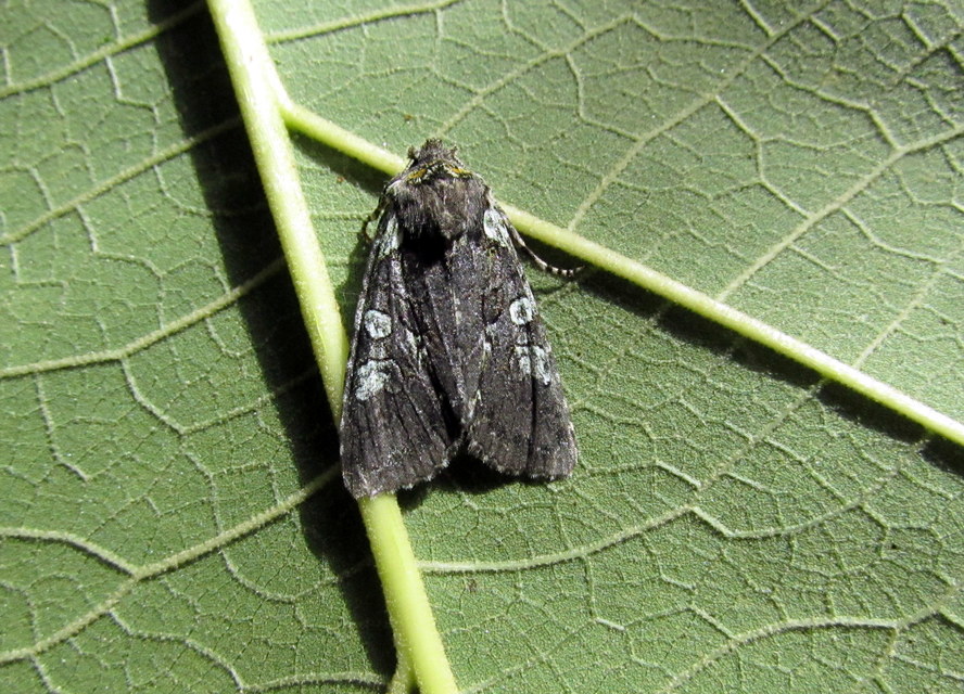 Dichonia aeruginea - hamvas tölgybagoly
