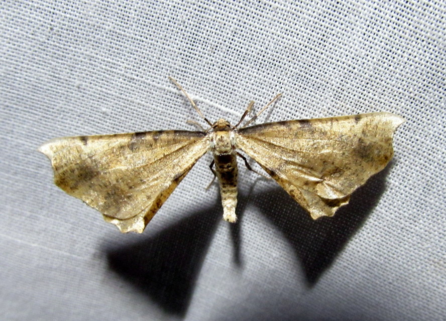 Artiora evonymaria - kecskerágó-araszoló