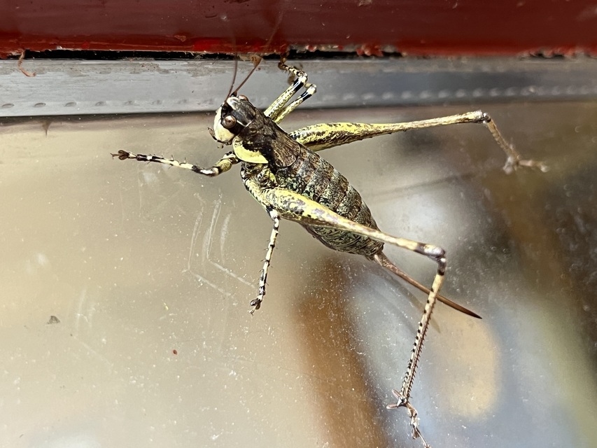 Rhacocleis annulata