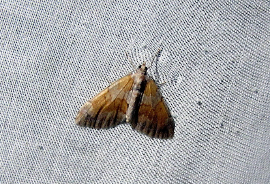 Pennithera firmata - sárgásvörös fenyőaraszoló
