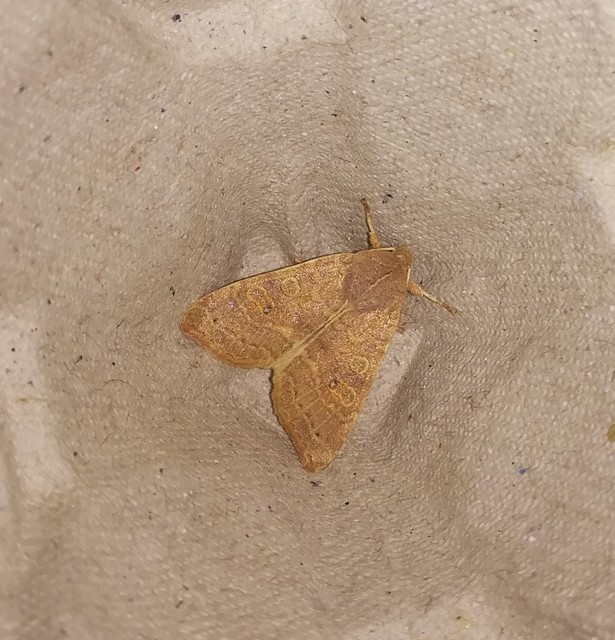 Cirrhia ocellaris - fakó sárgabagoly
