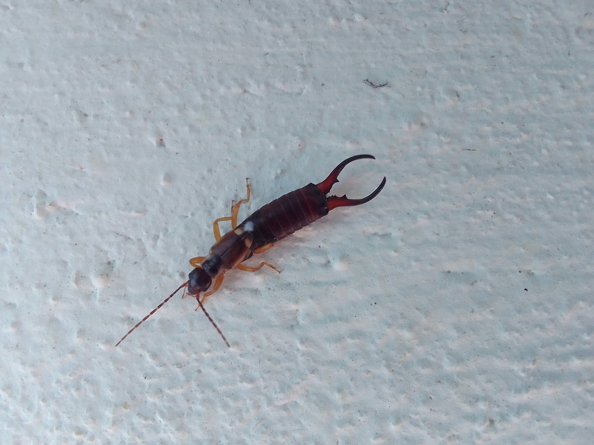 Forficula auricularia - közönséges fülbemászó