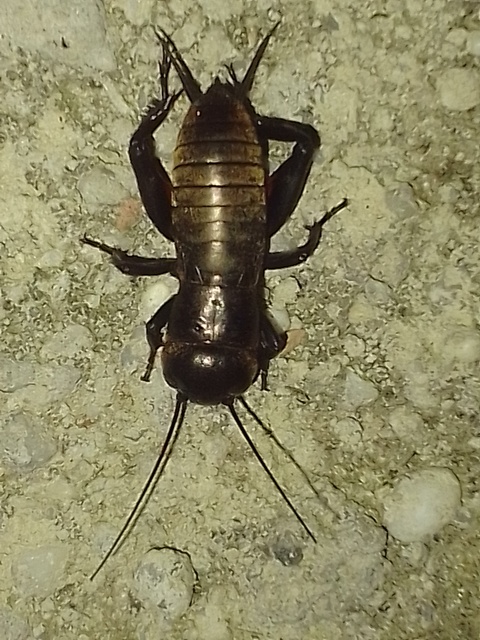 Gryllus campestris - mezei tücsök