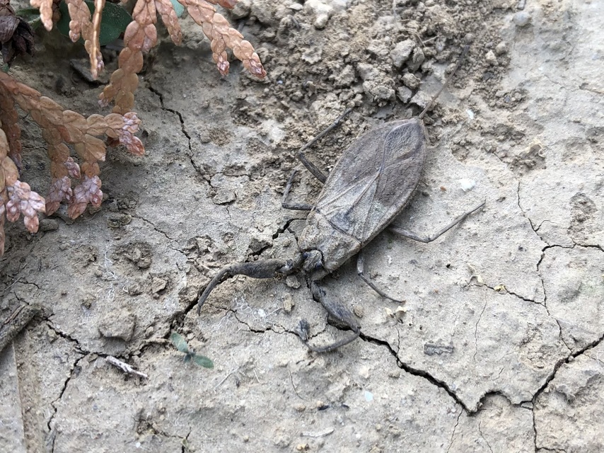 Nepa cinerea - víziskorpió Nepa cinerea - víziskorpió