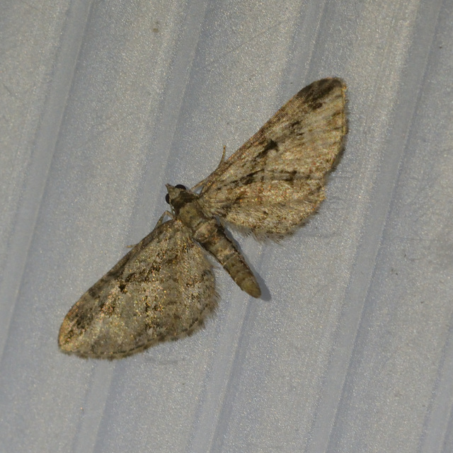 Eupithecia ericeata - feketefenyő-törpearaszoló